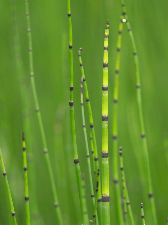 Equisetum hyemale